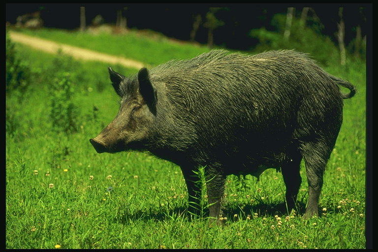 Cochon sauvage