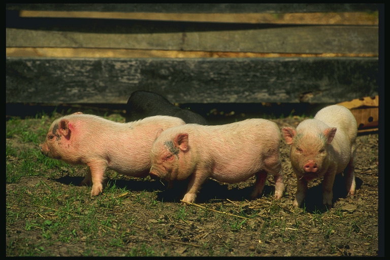 Tiga babi