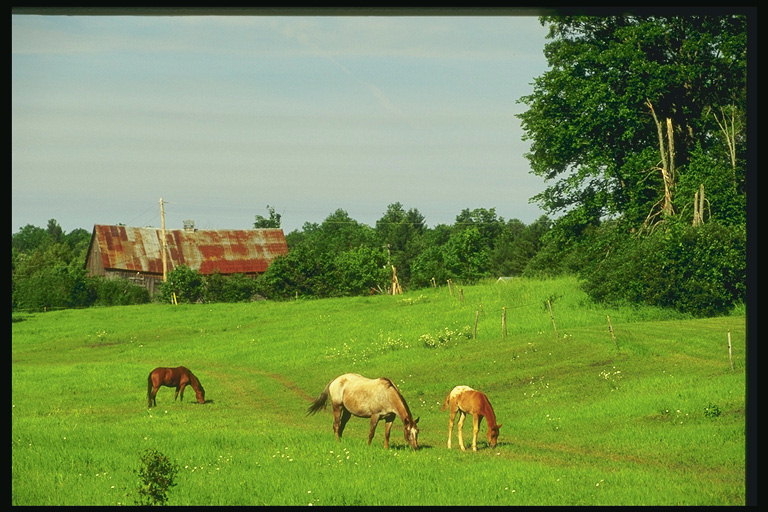Ba con ngựa ăn trong một Meadow
