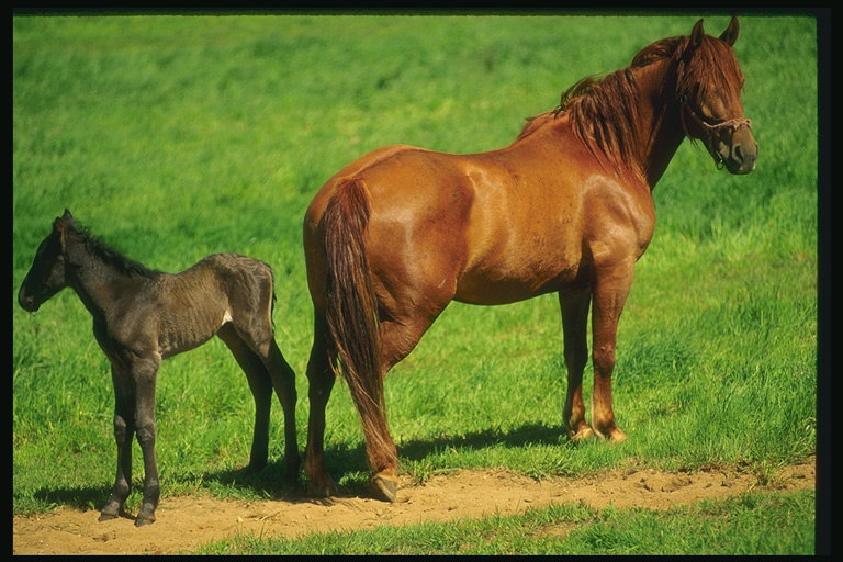 Το άλογο και πουλάρι