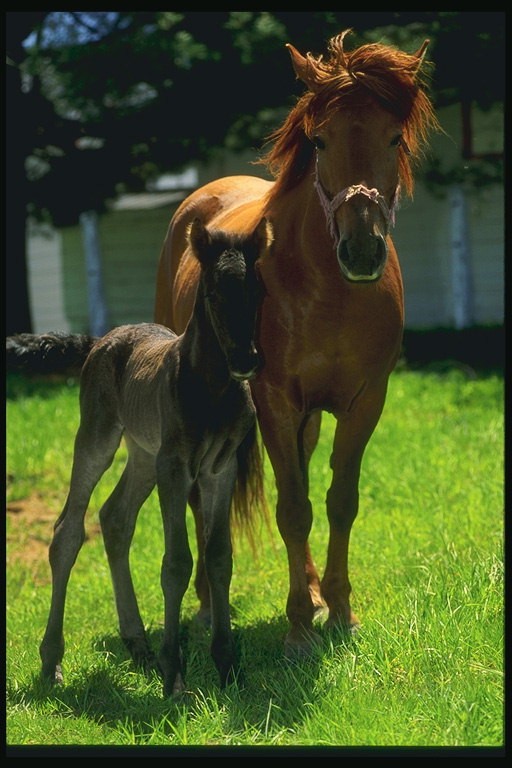 Un caballo con zherebenkom de pie en un prado