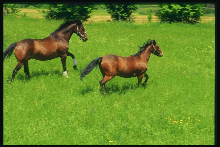 Kaksi hevosta käynnissä niityllä
