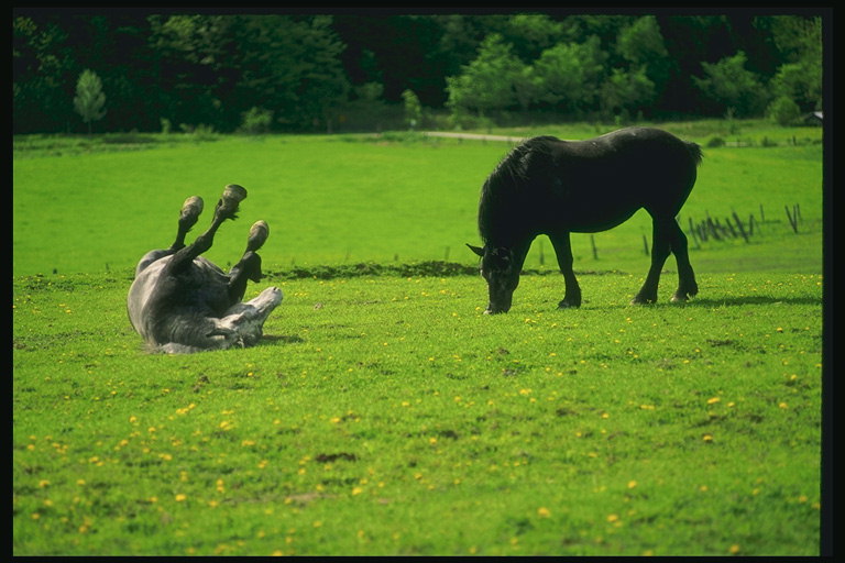 Penyeretan. Pakan kuda di padang rumput.