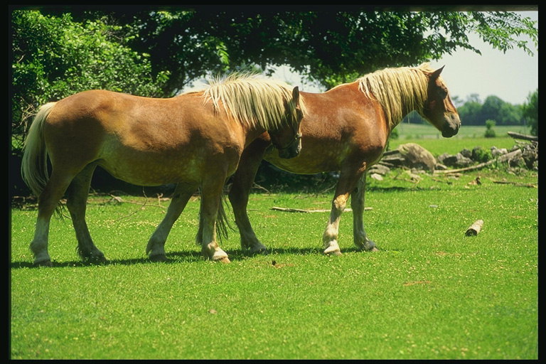 Dois cavalos estande no vermelho prado