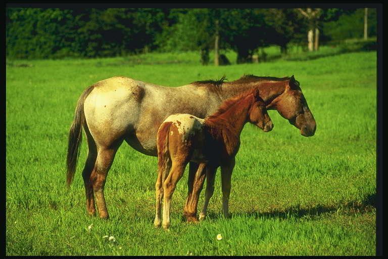The horse and foal
