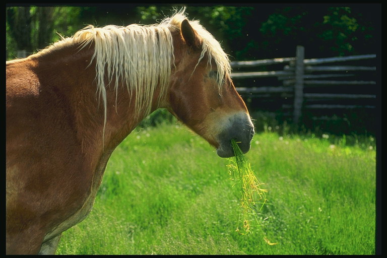 Czerwony koń zjada trawy