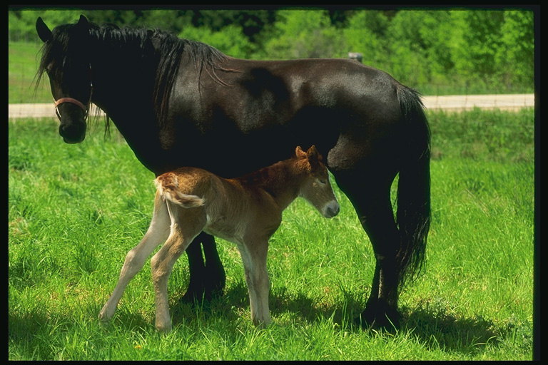 Čierny kôň a červená oslátko na lúku