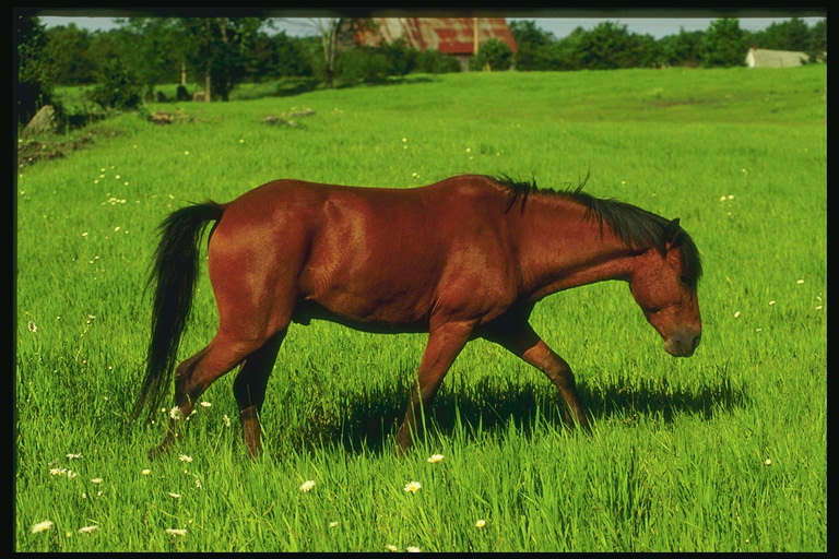 ม้าตัวผู้แดงในทุ่งหญ้า. ด้านข้างดู