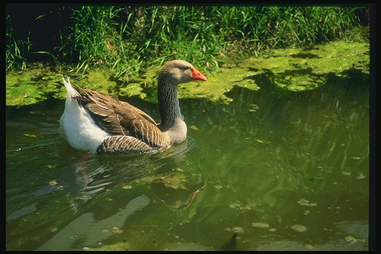 夏。 緑色の池の岸の近くにガス泳ぐ。