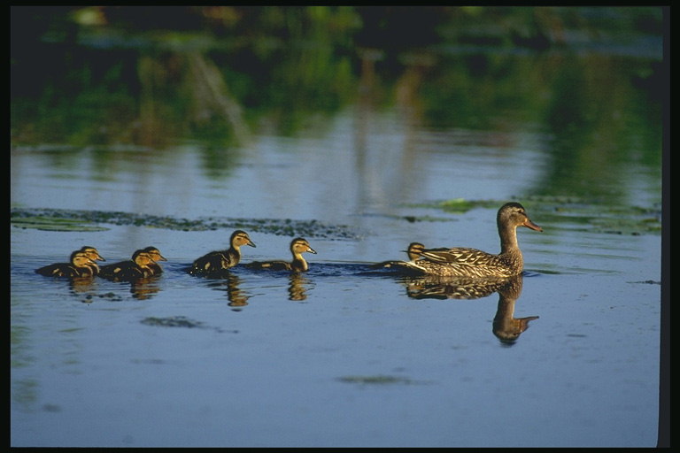 Ducklings pato a nadar no lago