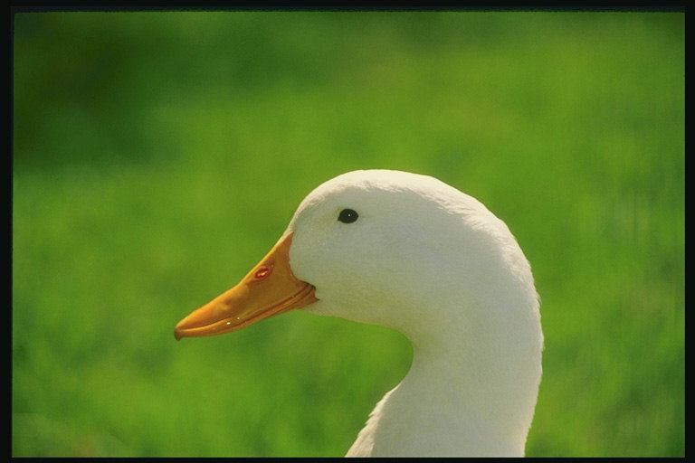 Pato en una verde pradera. Vista frontal