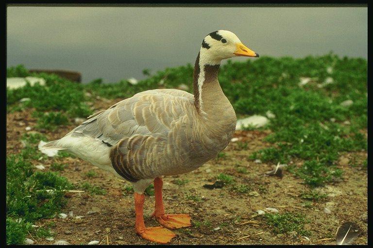 Duck stāv uz krasta ezera