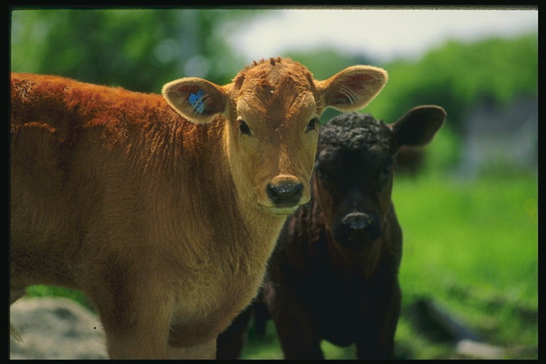 Two calf standing on the green meadow