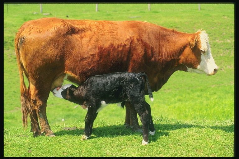 Krava feeds ji tele v travnike