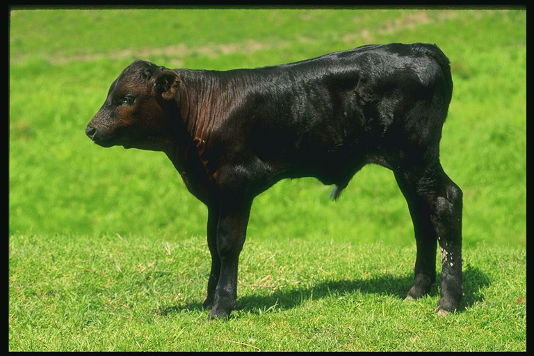 Black calf stands on the meadow