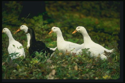 Grupa kaczek
