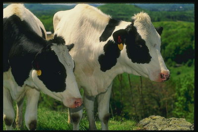 Kaks lehma