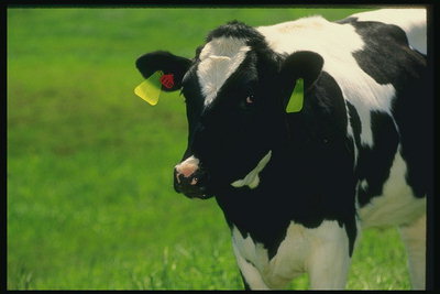 A krave na travnik