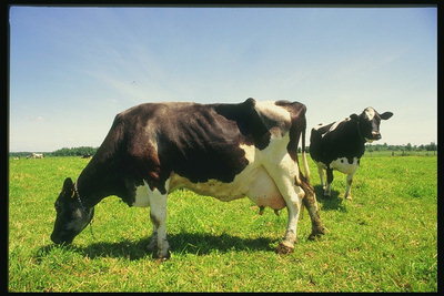 Dos vacas que pastan en la pradera