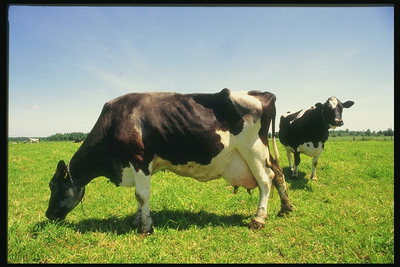 Deux vaches sur le pré