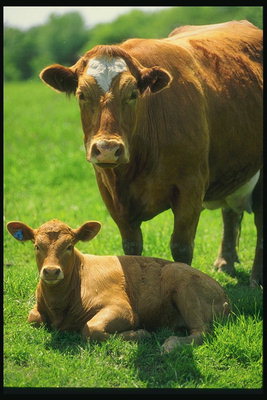 Cow steer u fuq il-meadow