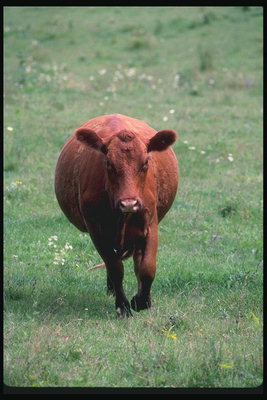 は、牧草地の牛
