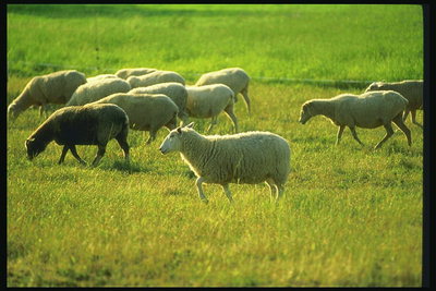 Kawanan domba yang