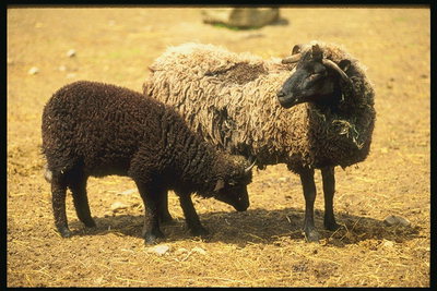 2つの羊