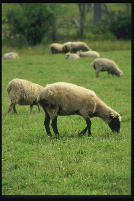 गर्मी. इस घास का मैदान पर भेड़ों का समूह