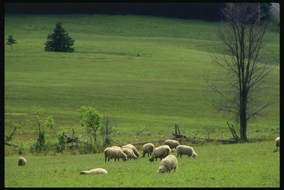 עדר כבשים על כר דשא