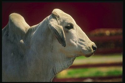 Ấn Độ Cow