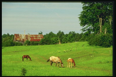 Tres caballos en una pradera de alimentación