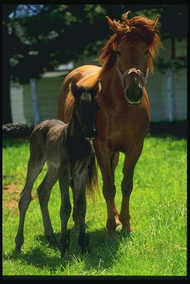 ที่ม้าและตกลูกยืนบนทุ่งหญ้า