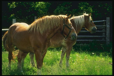 Две лошади стоят в загоне