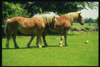 2頭の馬の赤い牧草地に立つ