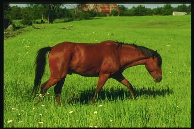 红种马在草甸。 侧视图