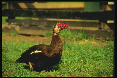 Kachna + krocan = Indo-duck