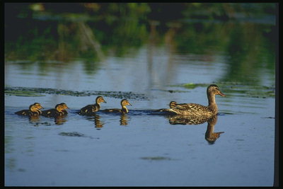 Ducklings anka att simma i sjön