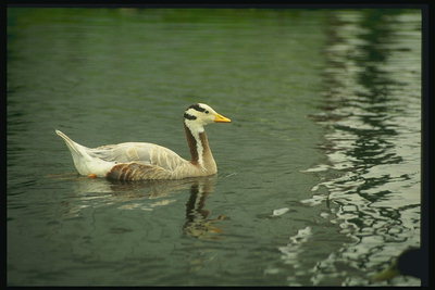 其中鸭浮在湖上