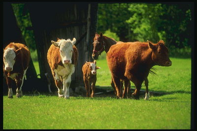 ทุ่งหญ้าที่ช่วยกันทำให้เป็นกลุ่มคนของ cows