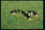 ทุ้งปศุสัตว์ Cows ในทุ่งหญ้า
