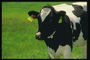 Uma vaca no pasto