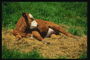 Cow lying in the straw