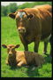 Vacca e orientare sul prato