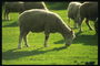 Schafe auf der Wiese halten