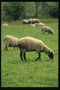 Verão. O grupo de ovelhas no prado