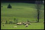 Lauma lammasta niityllä