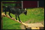 Черно коза за установяване на черната дъска