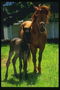 הסוס ו סוסון עומדים על כר דשא