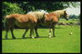 Dwa konie stoją na czerwonym łąka